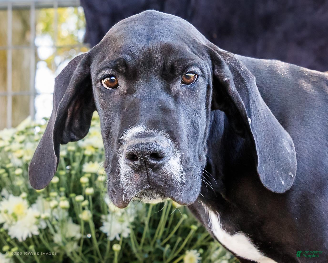 Great Dane dogs Davis - Ad 2