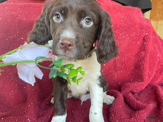 English Springer Spaniel dogs - Ad 15