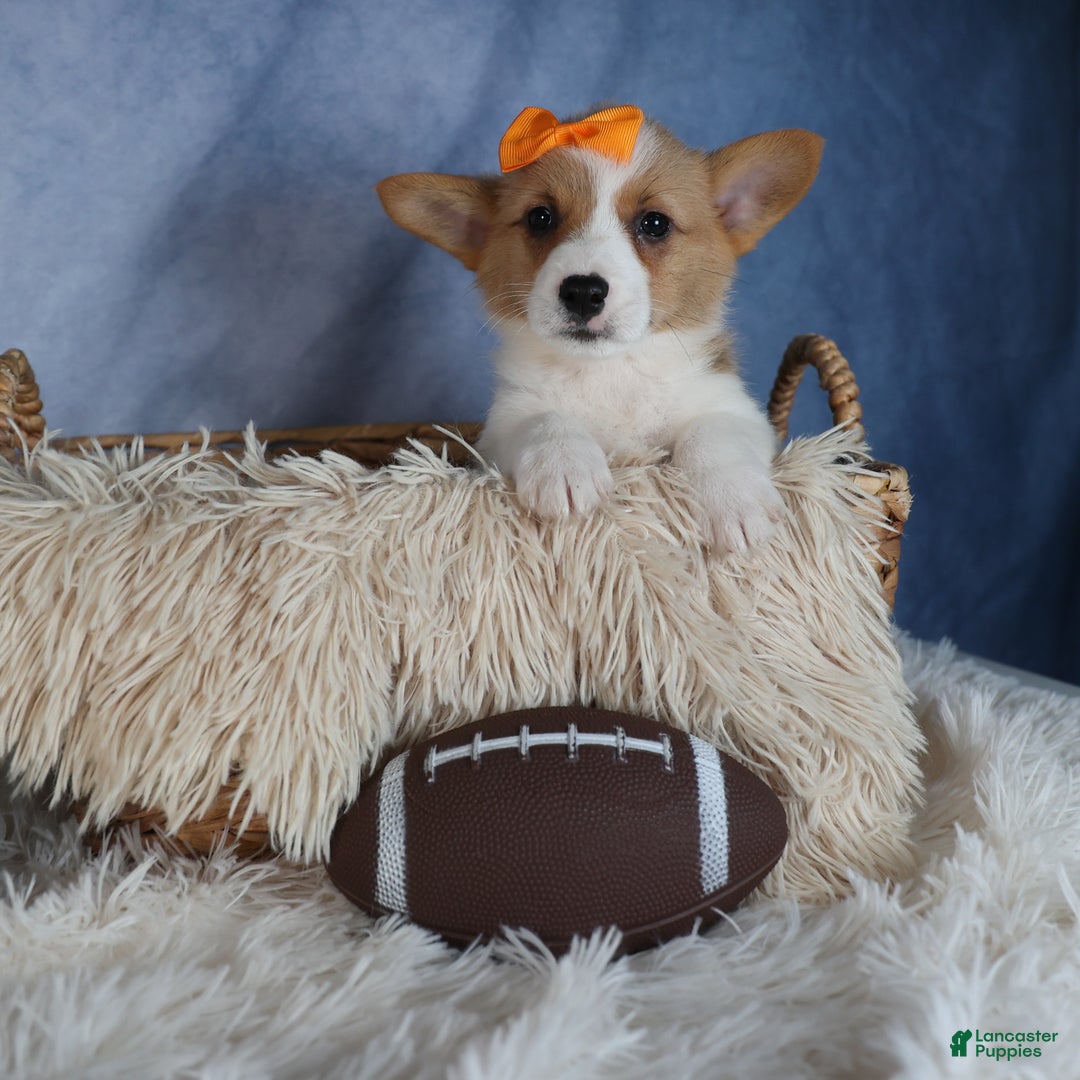 Welsh Corgi Pembroke dogs for sale: Duke - Ad 6