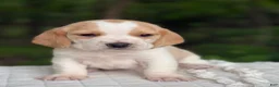 Beagle dogs for sale: Ava - Ad 3