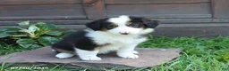 Australian Shepherd dogs for sale: Magnolia - Ad 5