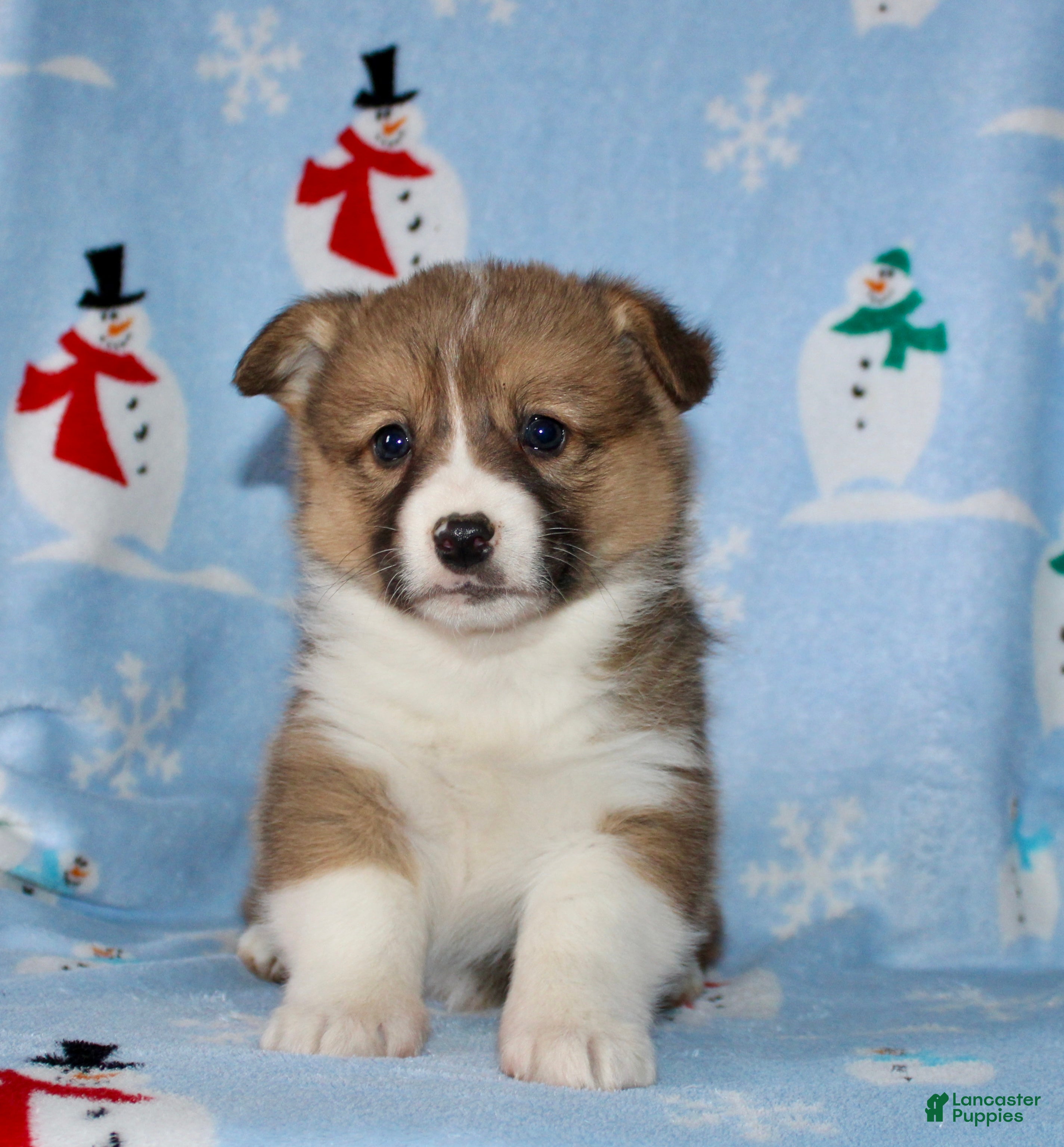 Welsh Corgi Pembroke dogs Moe - Ad 19