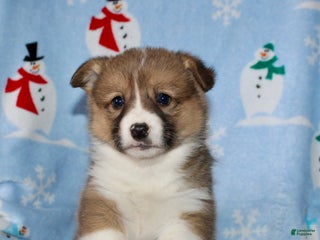 Welsh Corgi Pembroke dogs Moe - Ad 19