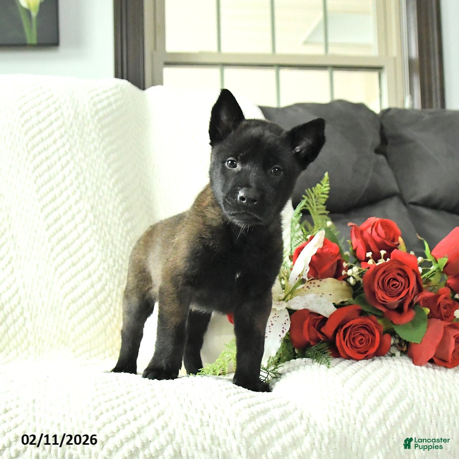 Belgian Malinois dogs Bear - Ad 2