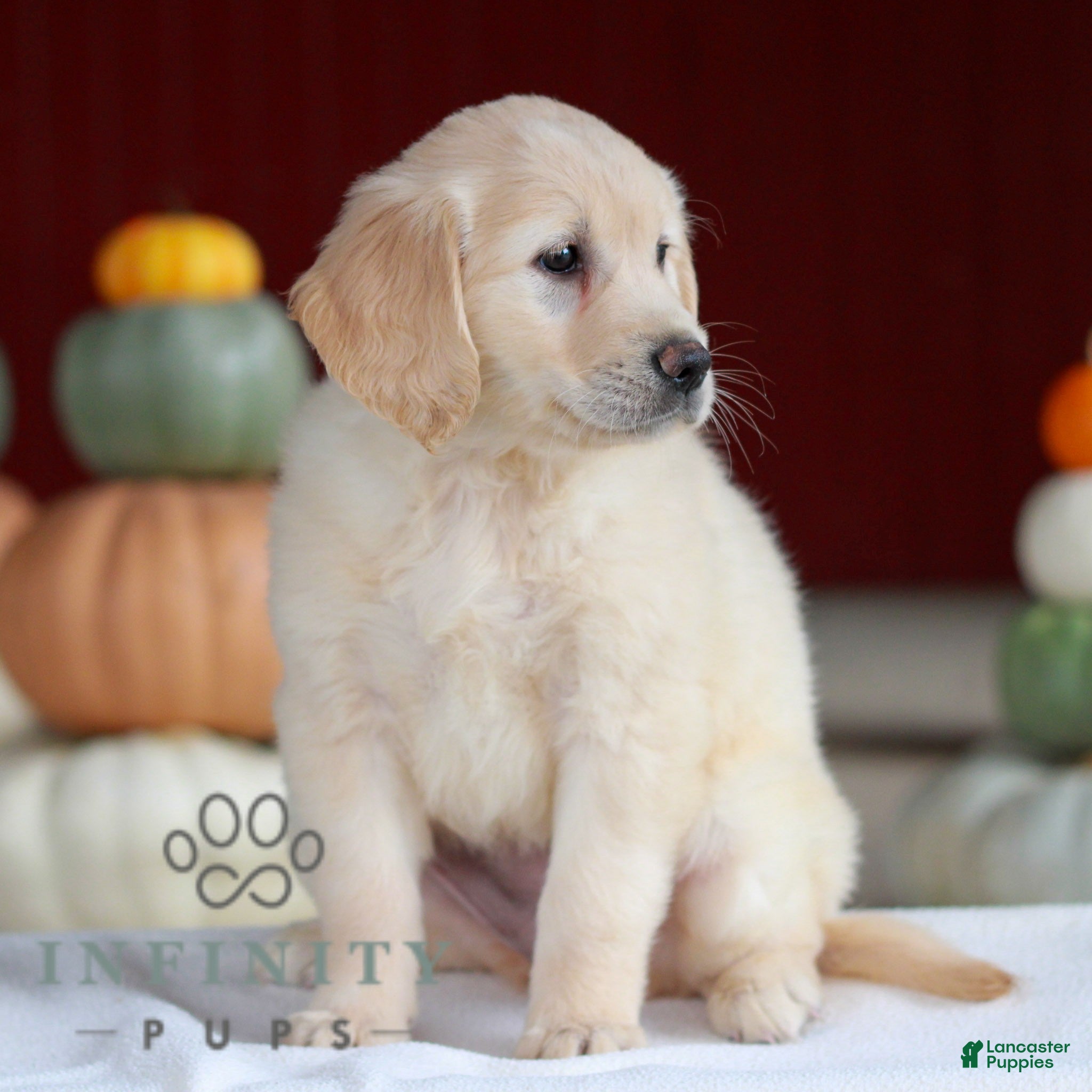Golden Retriever dogs for sale: Lily  - Ad 2