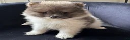 Pomeranian dogs for sale: kyle  - Ad 2