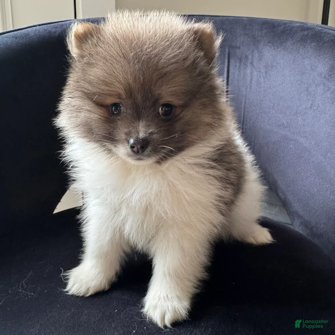 Pomeranian dogs for sale: kyle  - Ad 2