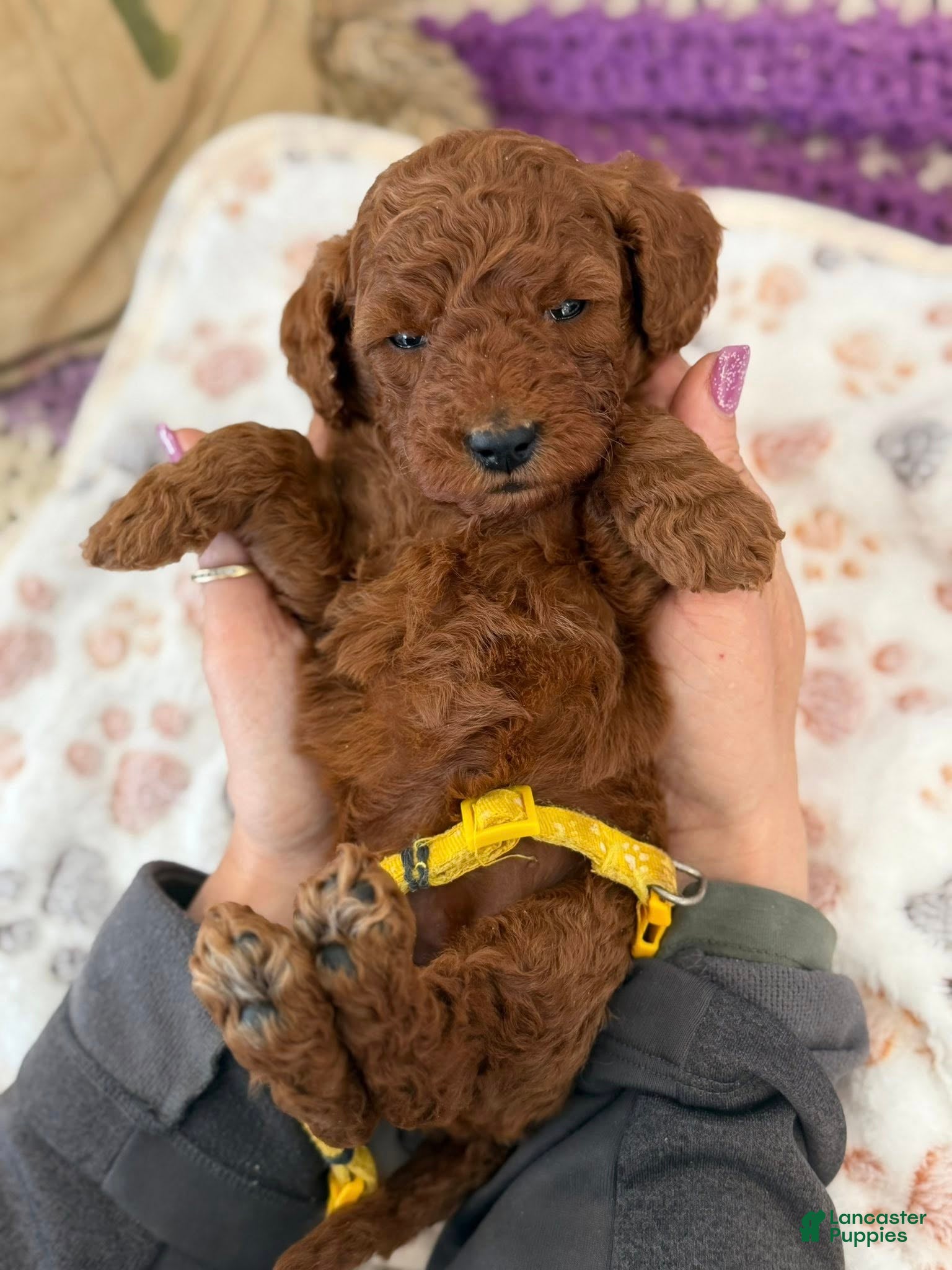 Mini Goldendoodle dogs YELLOW COLLAR - Ad 1