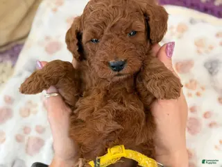 Mini Goldendoodle dogs for sale: YELLOW COLLAR - Ad 3