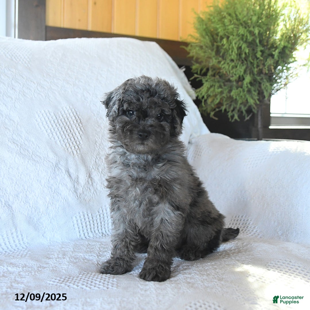 Miniature Poodle dogs for sale: Penny - Ad 3