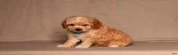 Miniature Poodle dogs for sale: Denver - Ad 3