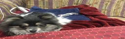 Pomeranian dogs for sale: Tiny Blue Sable boy 6wks - Ad 8