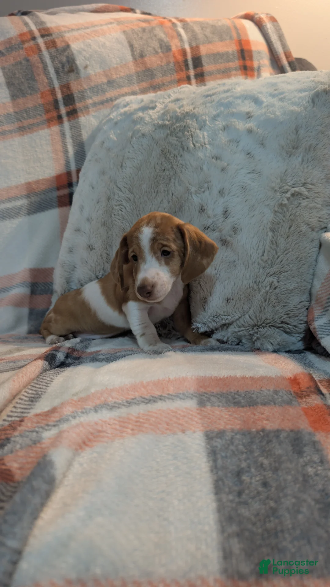 Miniature Dachshund dogs for sale: Finley  - Ad 6