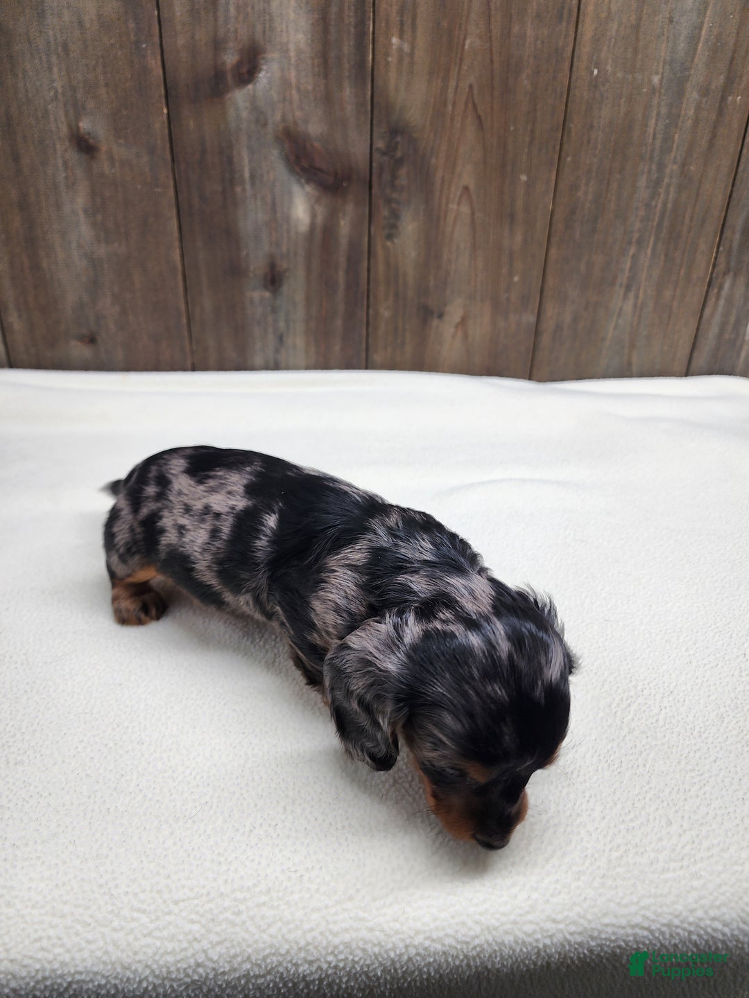 Miniature Dachshund dogs for sale: Miniature Dachshund Puppy 2 - Ad 4