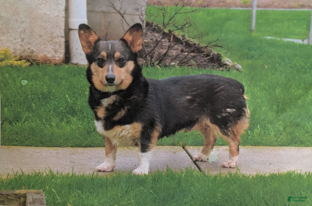 Welsh Corgi Pembroke dogs for sale: Lowell AKC Registered - Ad 9