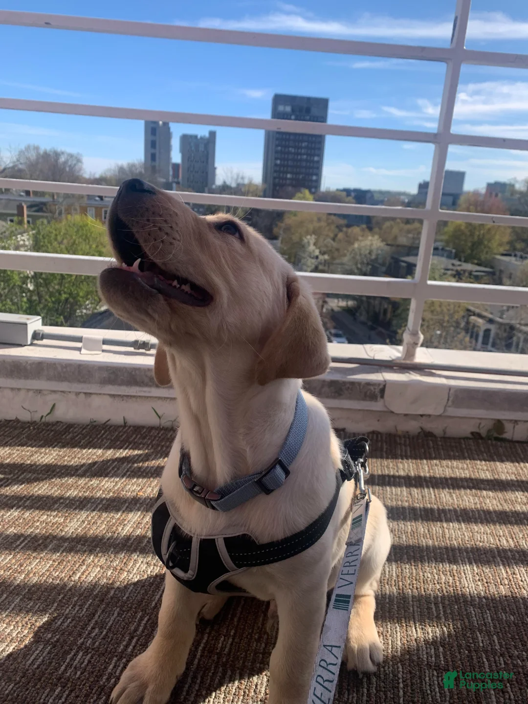 Labrador Retriever dogs for sale: Labrador Retriever Puppy 2 - Ad 2