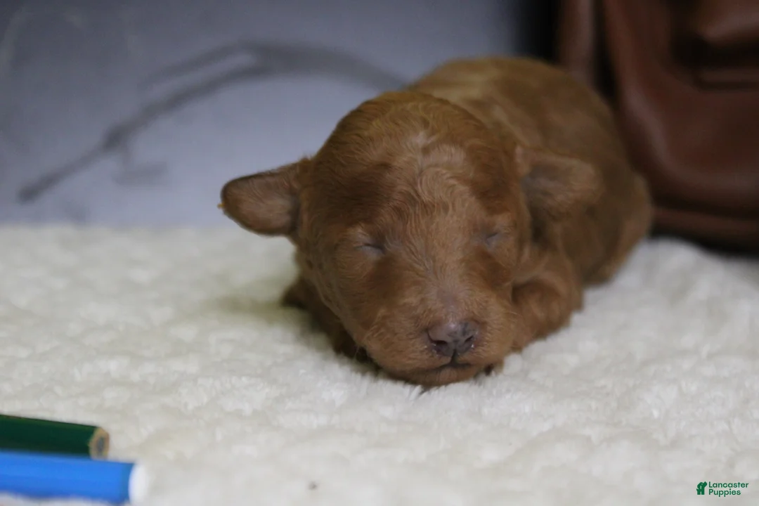 Mixed Breed dogs for sale: Valencia  - Ad 2