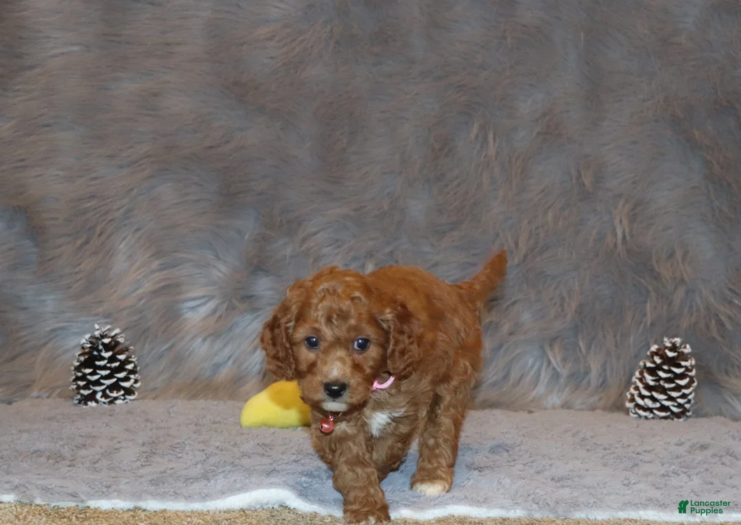 Mini Goldendoodle dogs for sale: Tilly 🌷 Micro Miniature - Ad 3