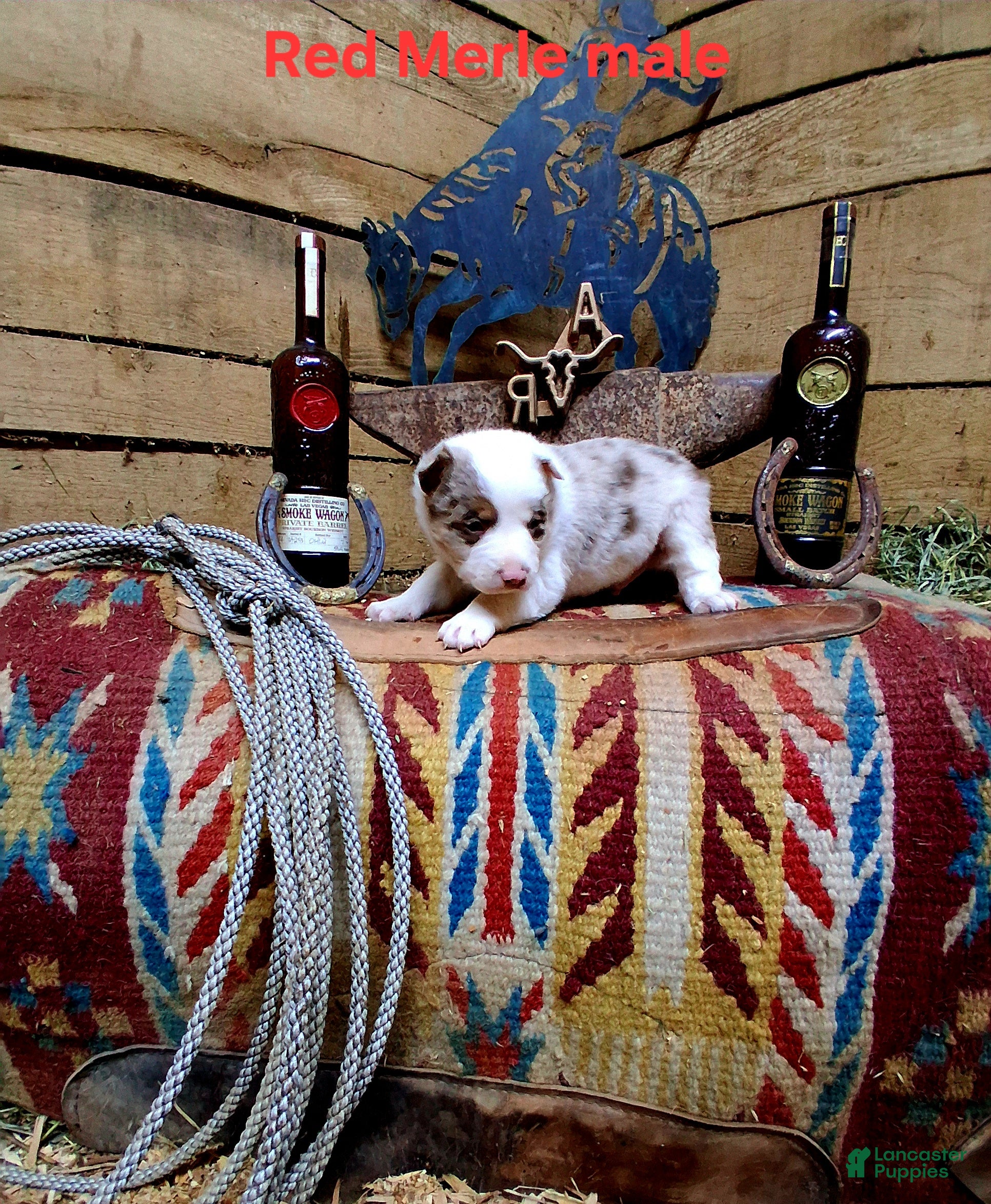 Border Collie dogs Border Collie Puppy 1 - Ad 39