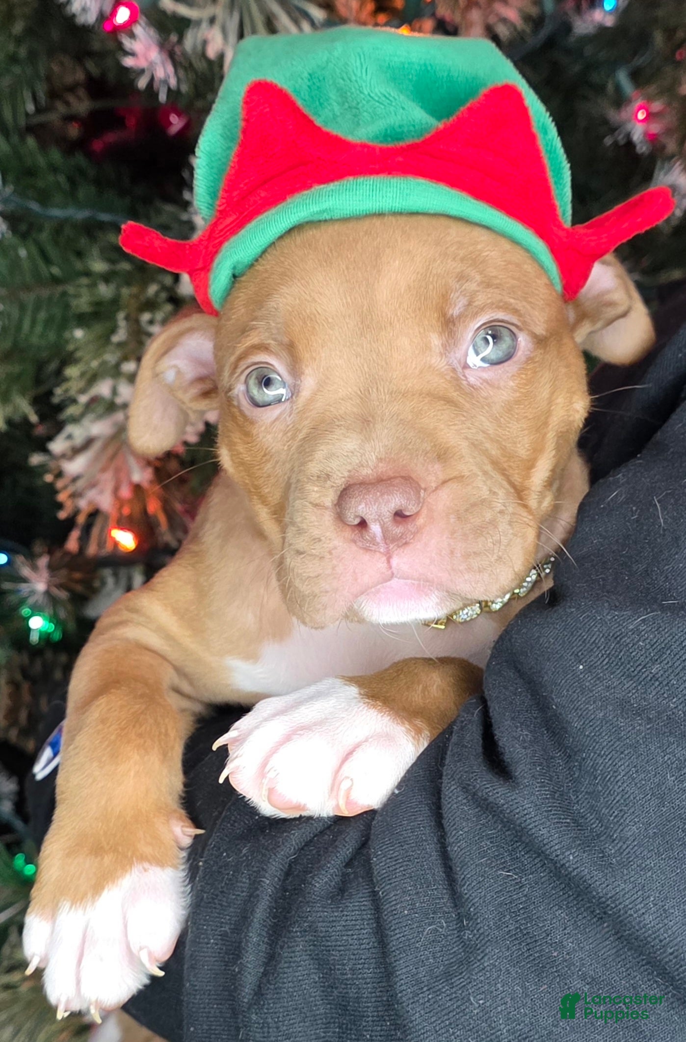 American Pit Bull Terrier dogs Roxie  - Ad 2