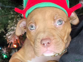 American Pit Bull Terrier dogs Roxie - Ad 19