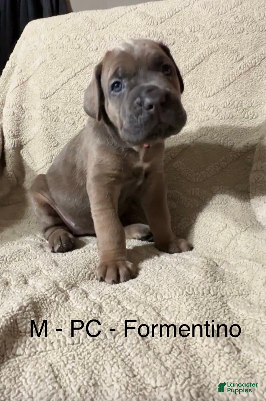 Cane Corso dogs Pink - Ad 12
