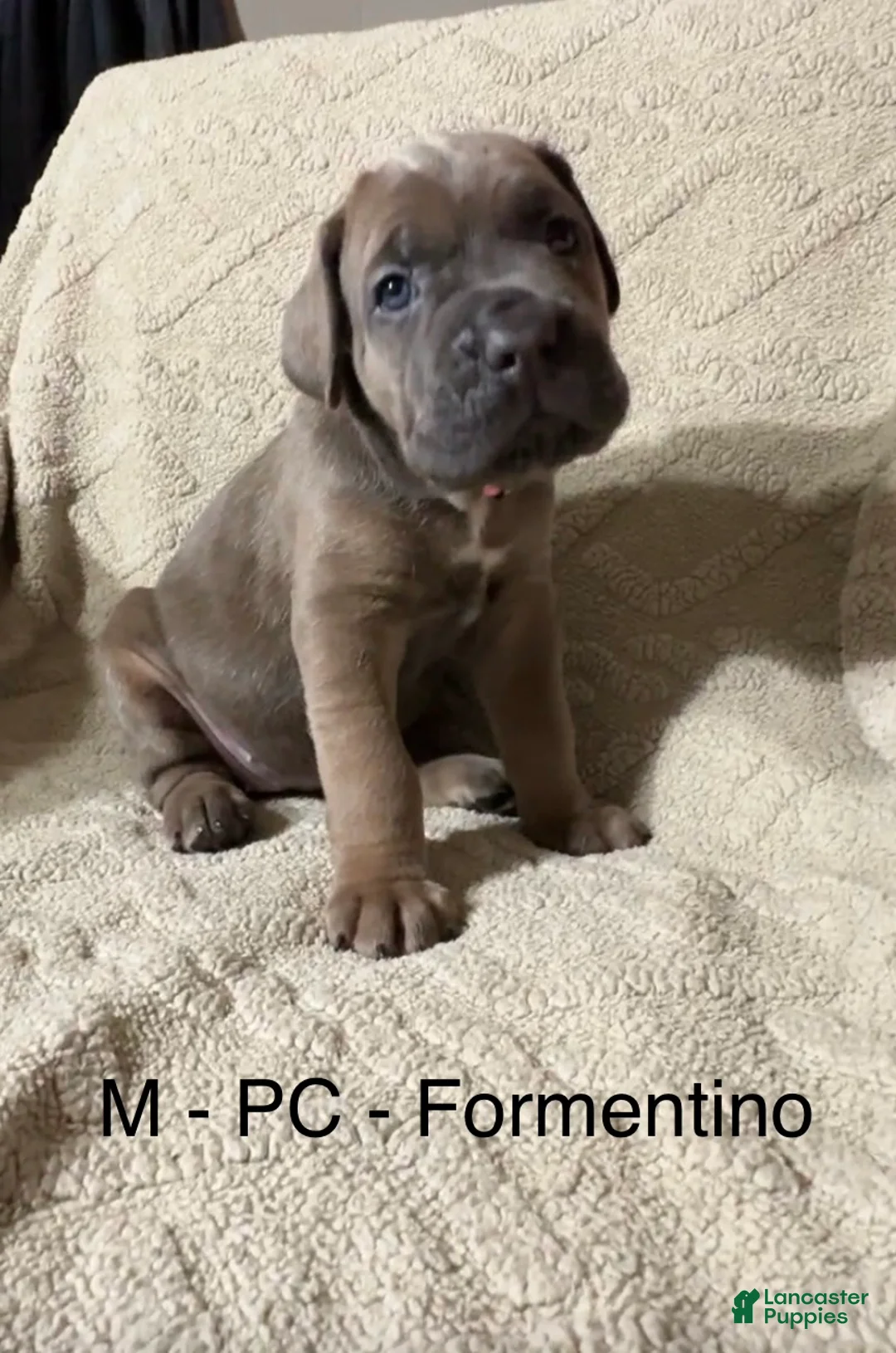 Cane Corso dogs for sale: Pink - Ad 1