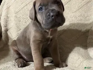 Cane Corso dogs Pink - Ad 12