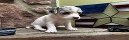 Chihuahua dogs for sale: 🐾Bart~Merle Chihuahua - Ad 2