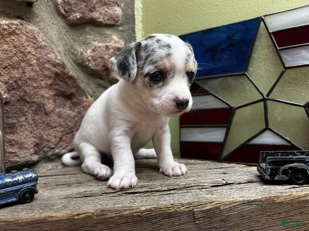 Chihuahua dogs for sale: 🐾Bart~Merle Chihuahua - Ad 2