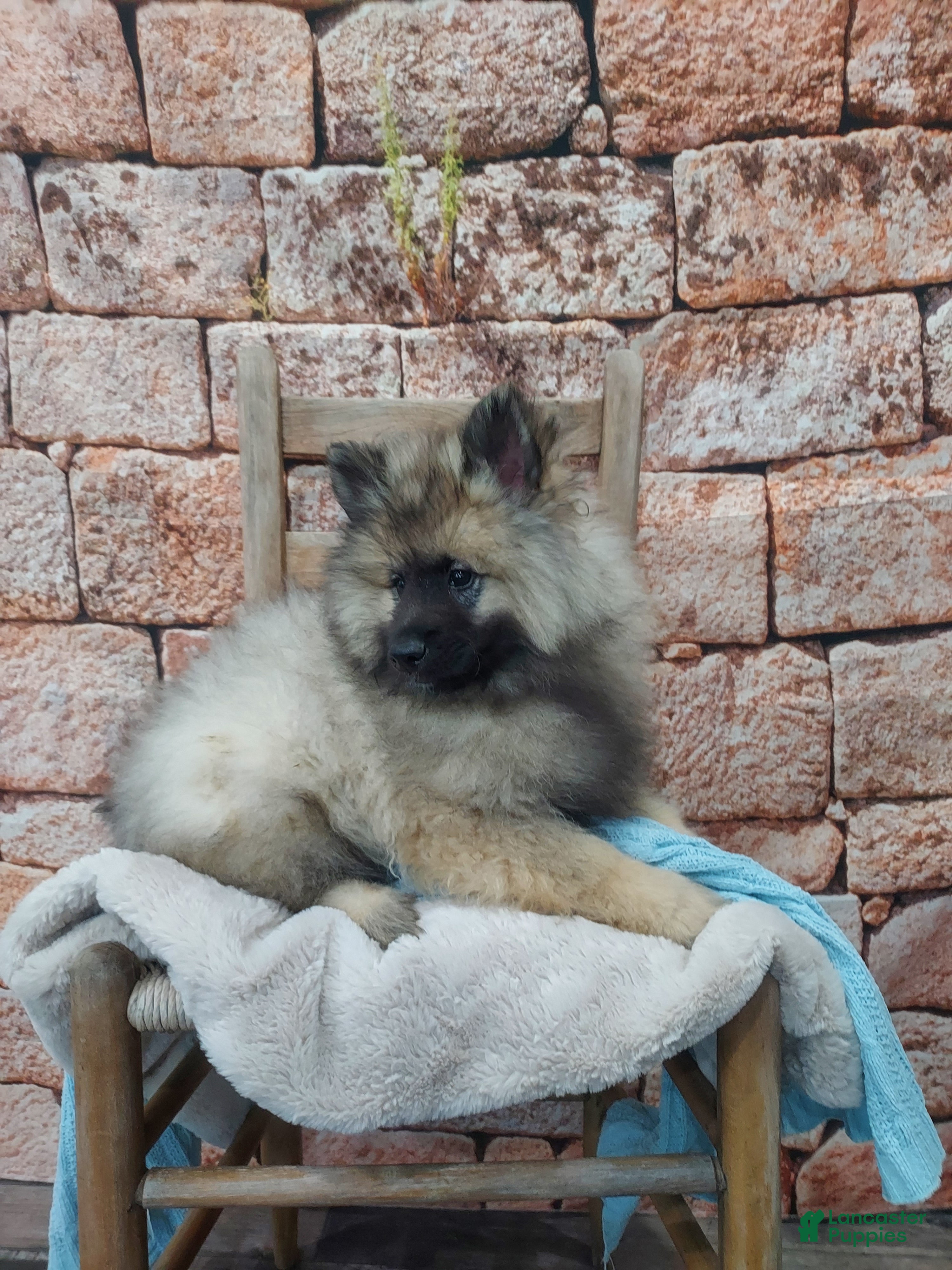 Keeshond dogs Tanner - Ad 2