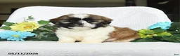 Shih Tzu dogs for sale: Justin - Ad 3