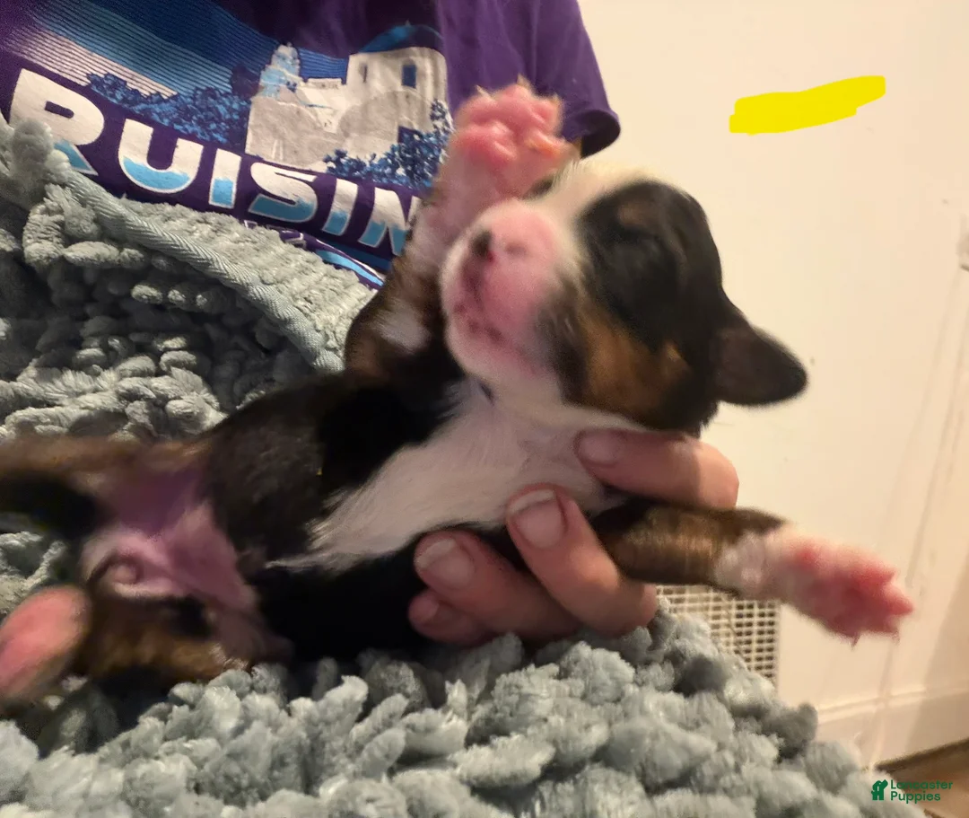 Bernese Mountain Dog dogs for sale: Yellow - Ad 2