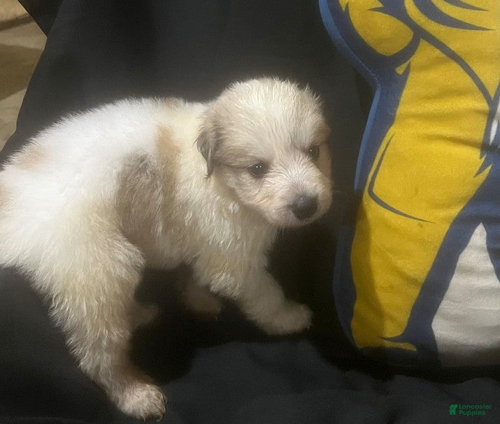 Great Pyrenees dogs Duke - Ad 1