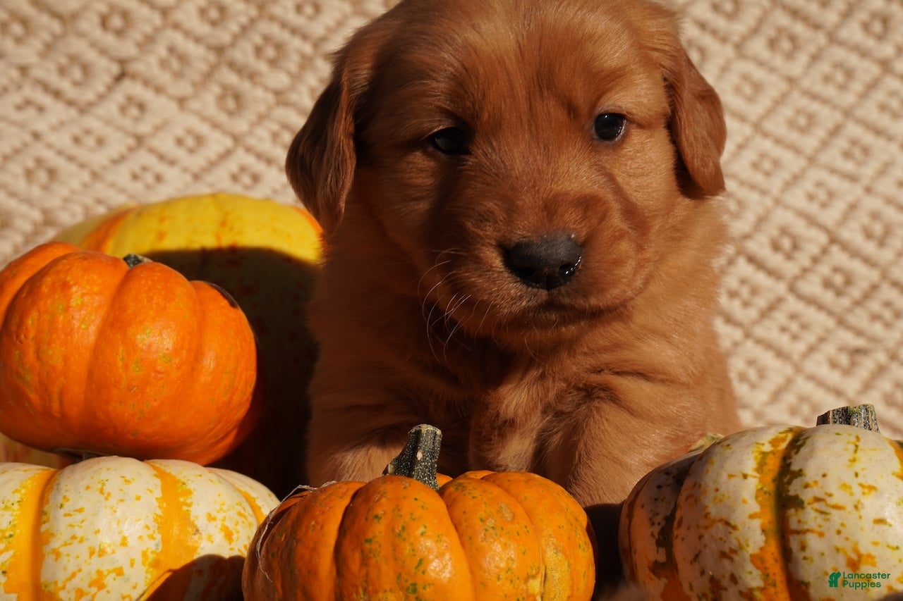 Golden Retriever dogs for sale: Max - AKC, Genetically Clear - Ad 1