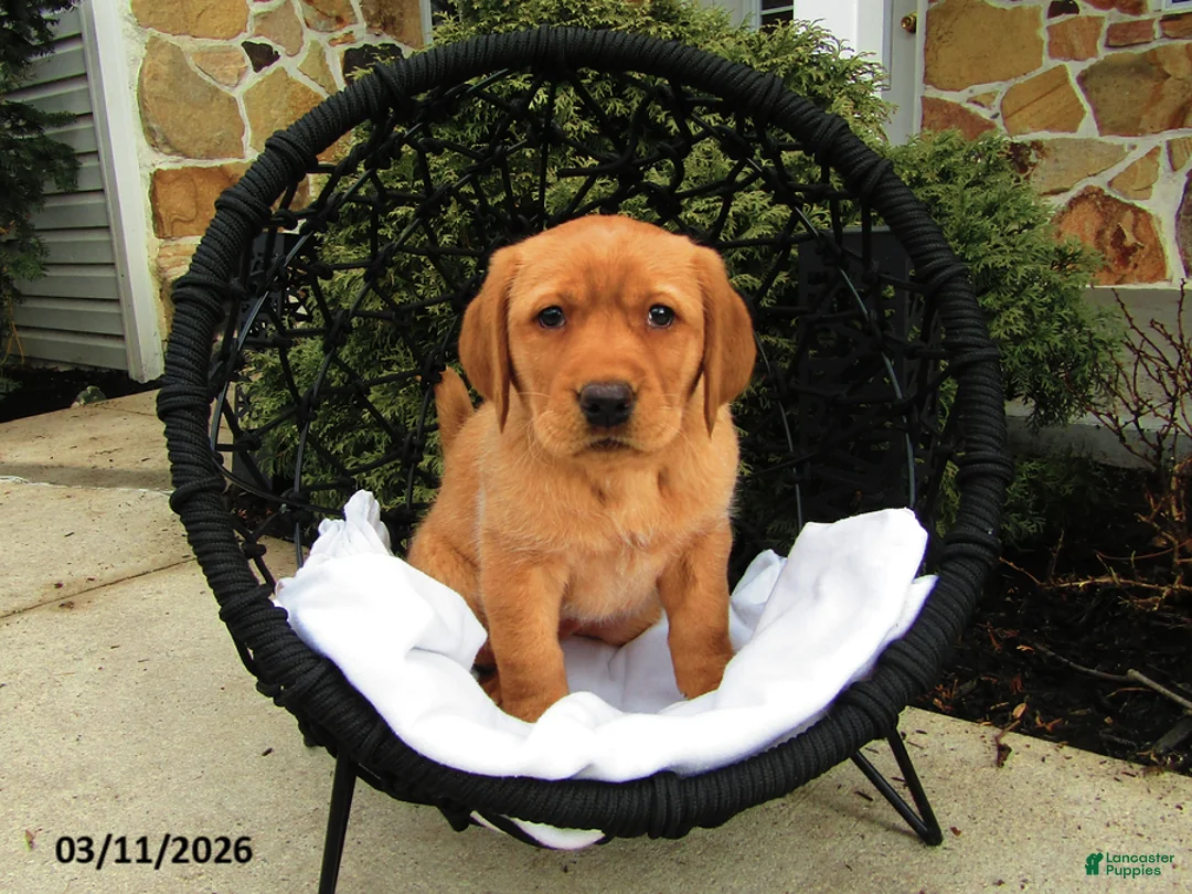 Labrador Retriever dogs for sale: Kacey - Ad 1