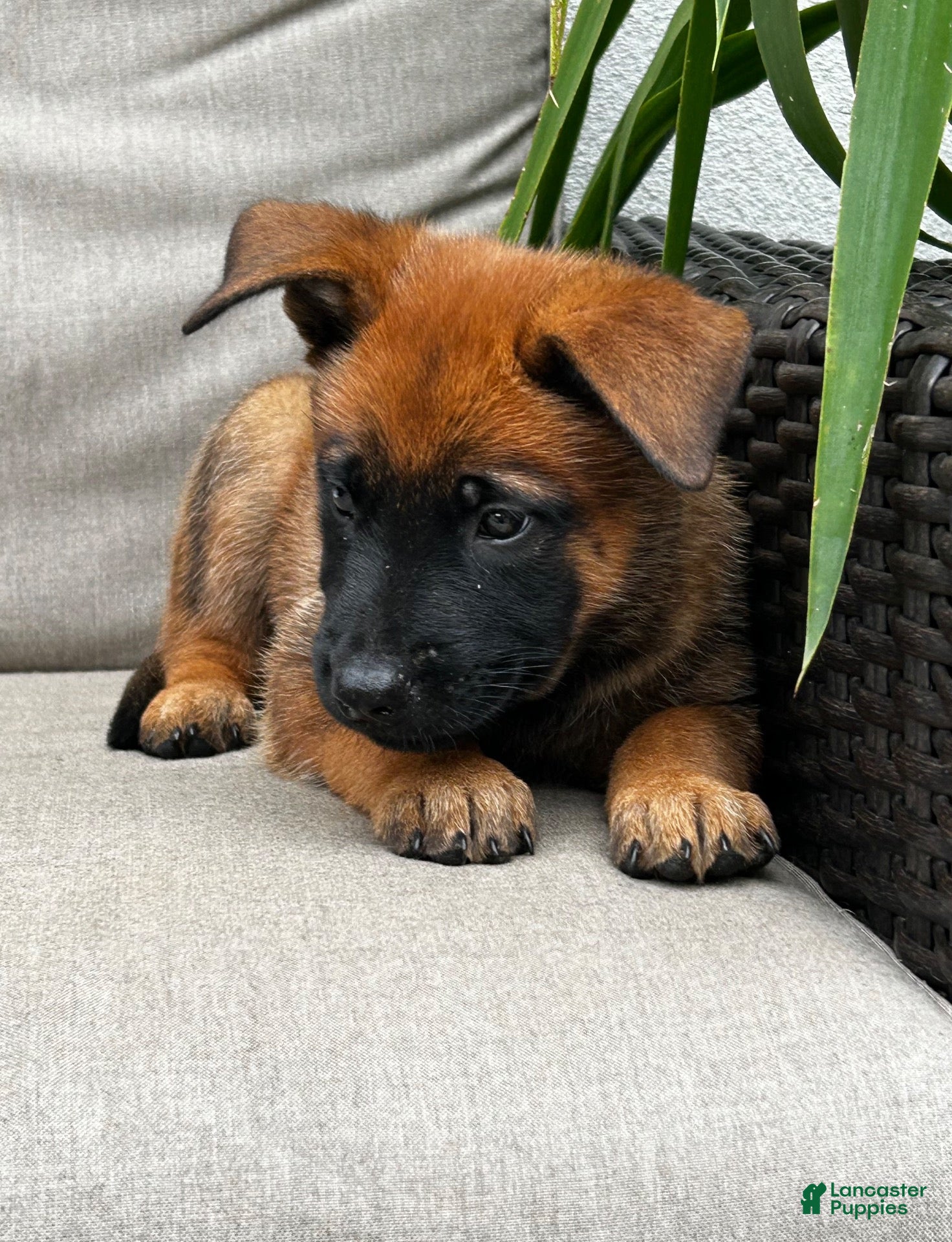 Belgian Malinois dogs Banjo - Ad 1