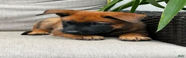 Banjo