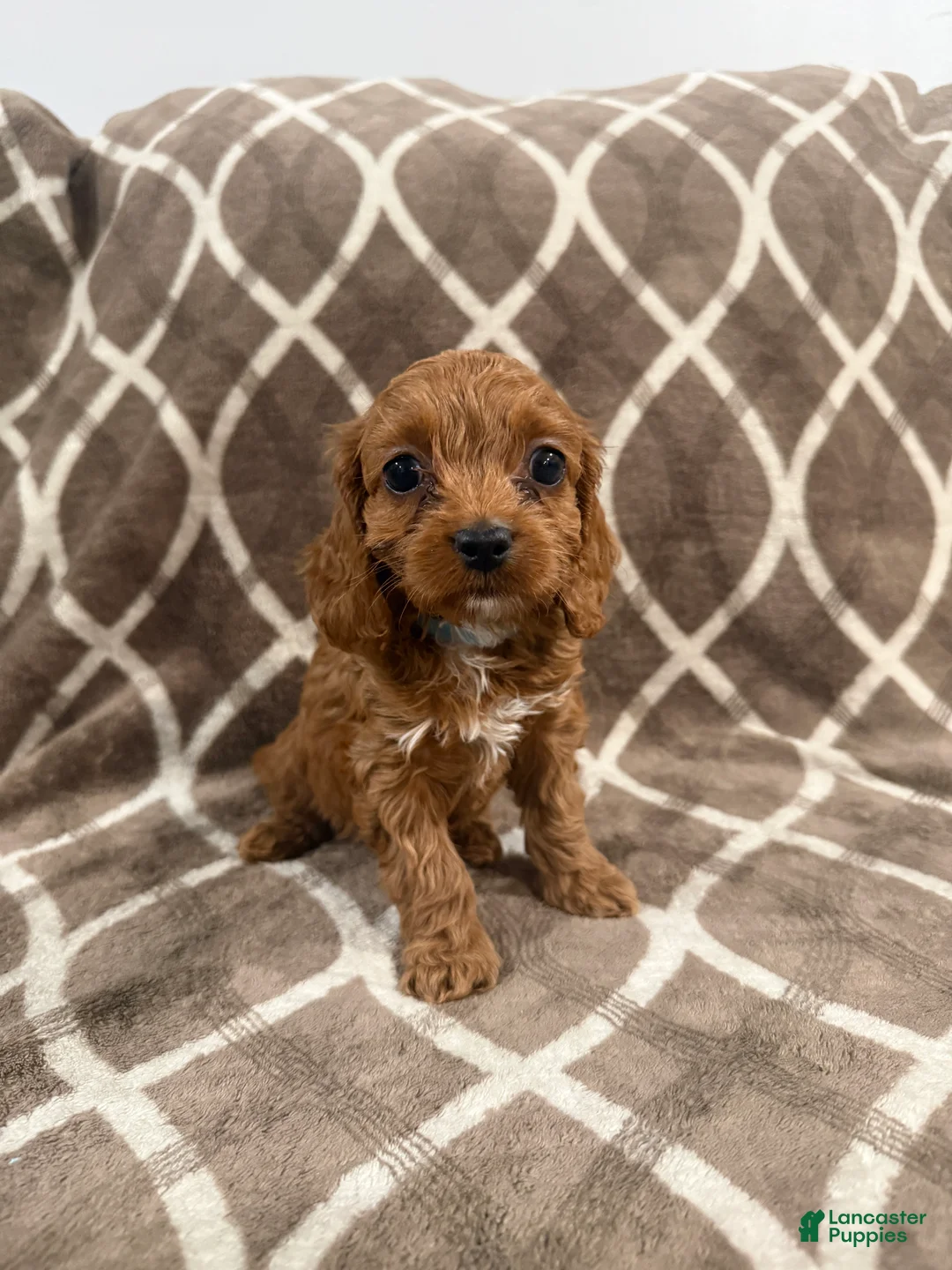 Cockapoo dogs for sale: Roxy - Ad 2