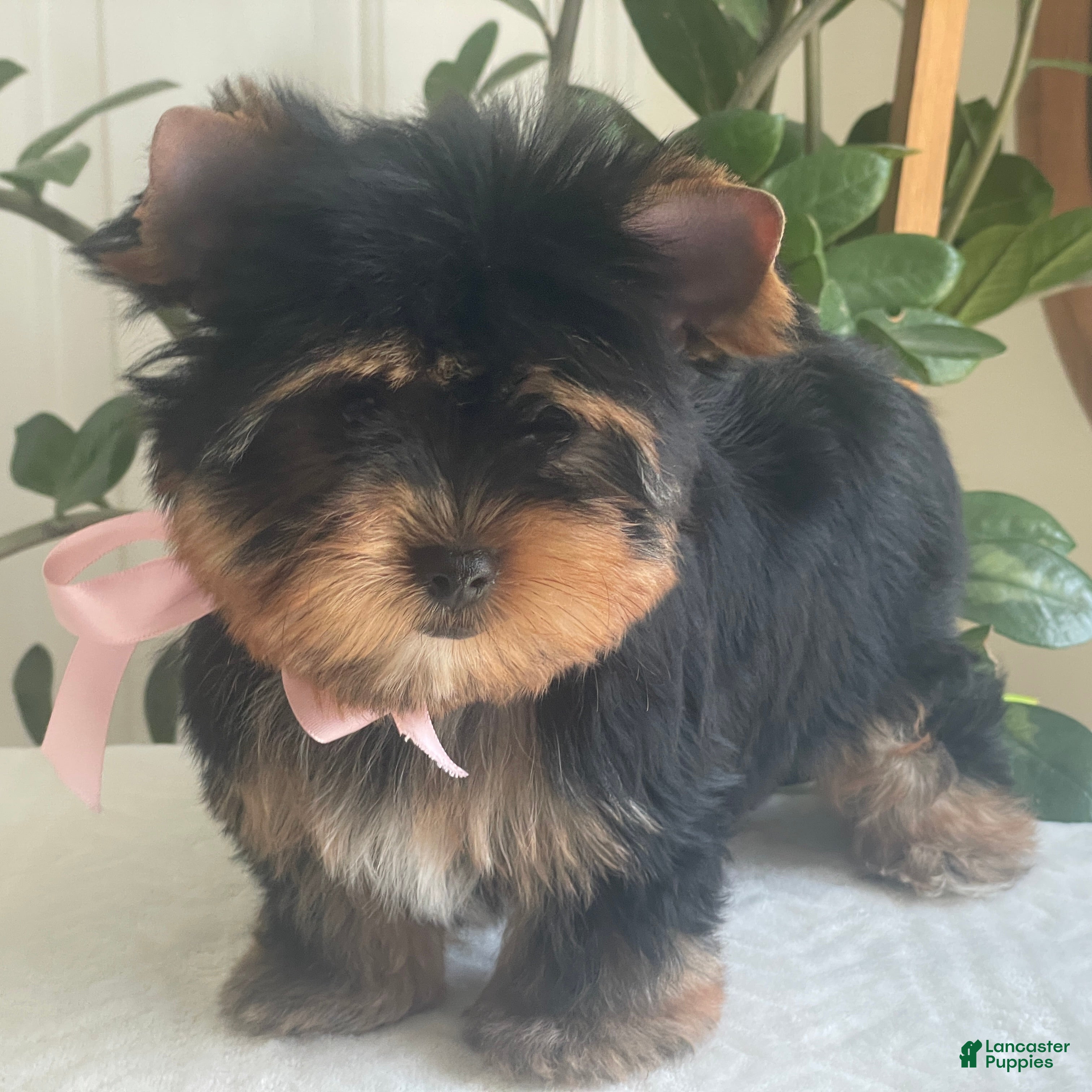 Yorkshire Terrier dogs Baby Paige - Ad 1