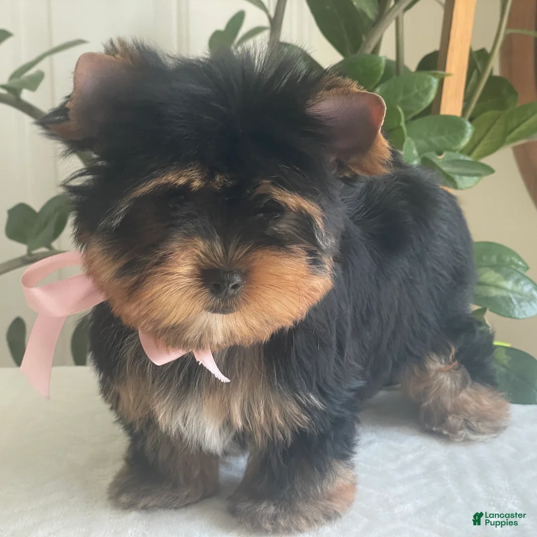 Yorkshire Terrier dogs for sale: Baby Paige - Ad 1