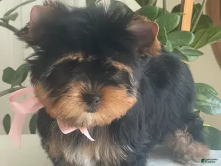 Yorkshire Terrier dogs for sale: Baby Paige - Ad 2