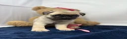 Pug dogs for sale: Skye - Ad 4