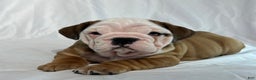 English Bulldog dogs for sale: Rambo - Ad 4