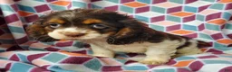 Cocker Spaniel dogs for sale: Annabell - Ad 4