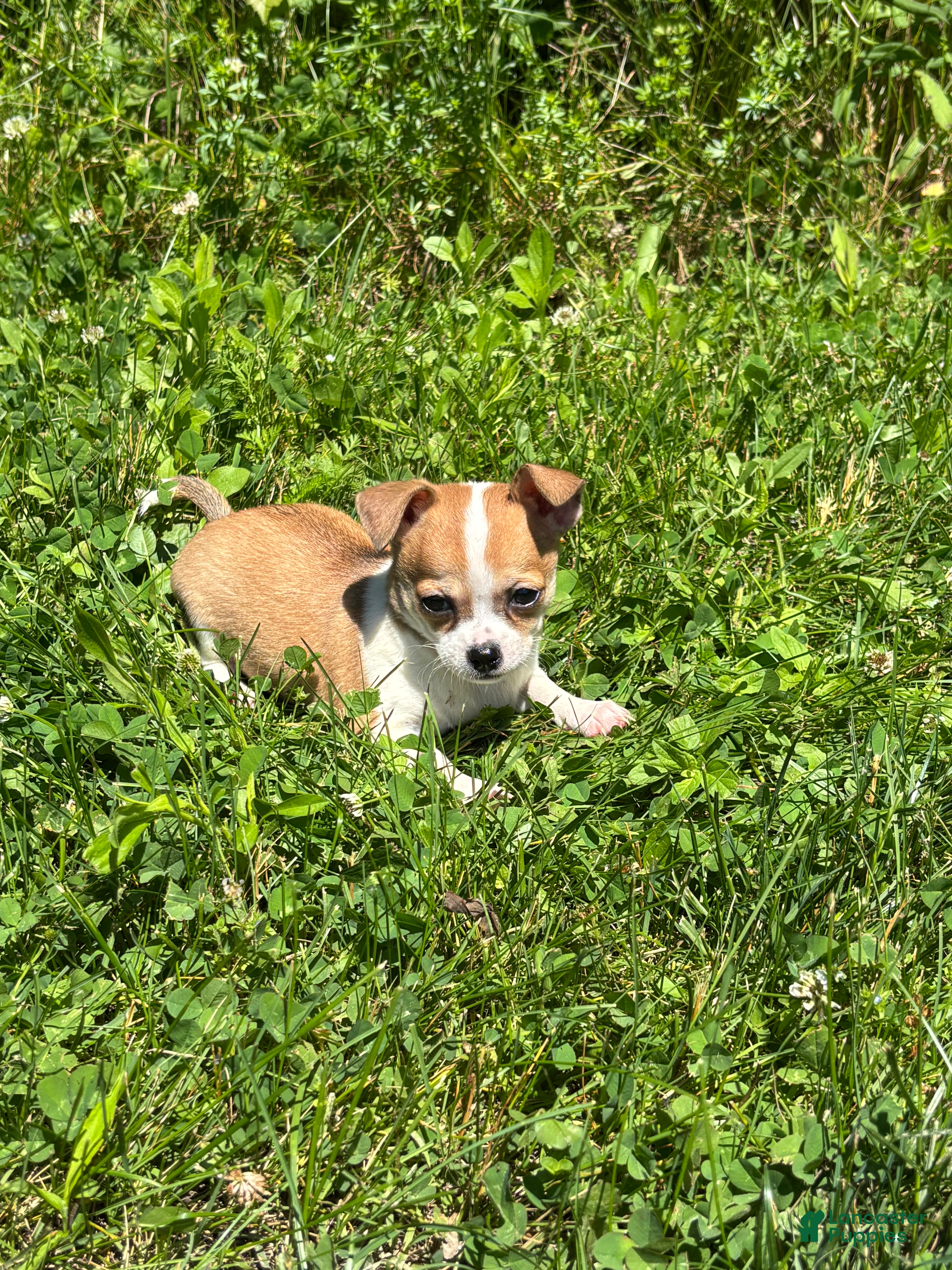 Chihuahua dogs Cookie - Ad 2