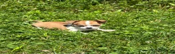 Chihuahua dogs for sale: Cookie - Ad 2