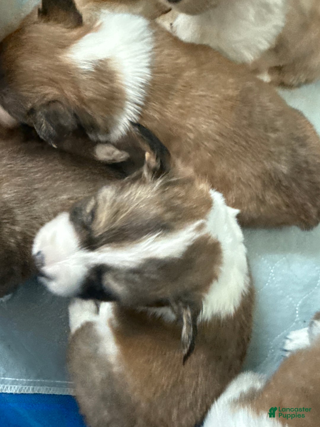 Welsh Corgi Pembroke dogs for sale: Welsh Corgi Pembroke Puppy 1 - Ad 8