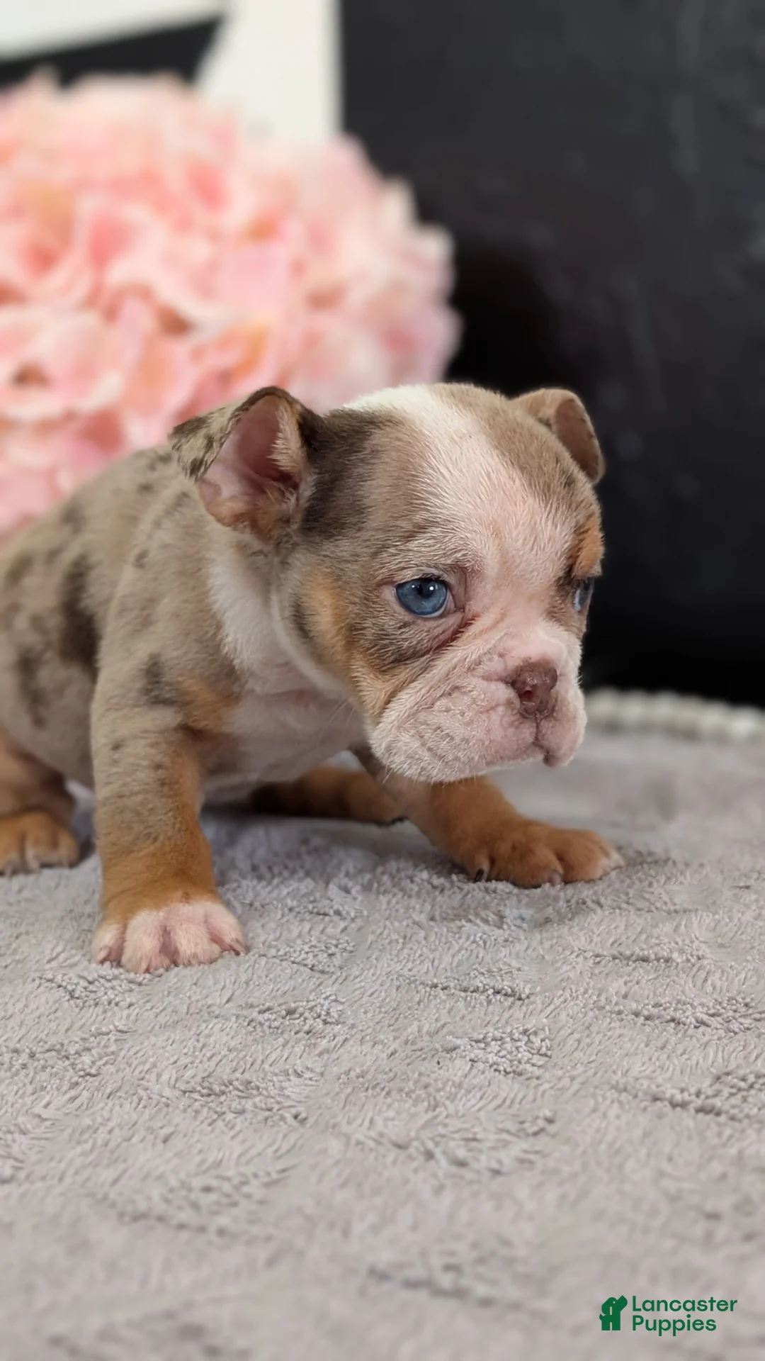 English Bulldog dogs for sale: Zya - Ad 2