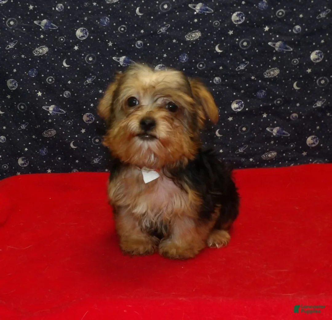 Yorkiepoo dogs for sale: Fiona - Ad 2